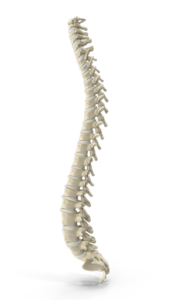 image of a spine